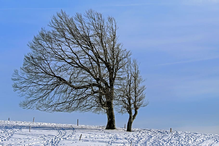 two leafless trees with coated snow pathway, wintry, beech HD wallpaper