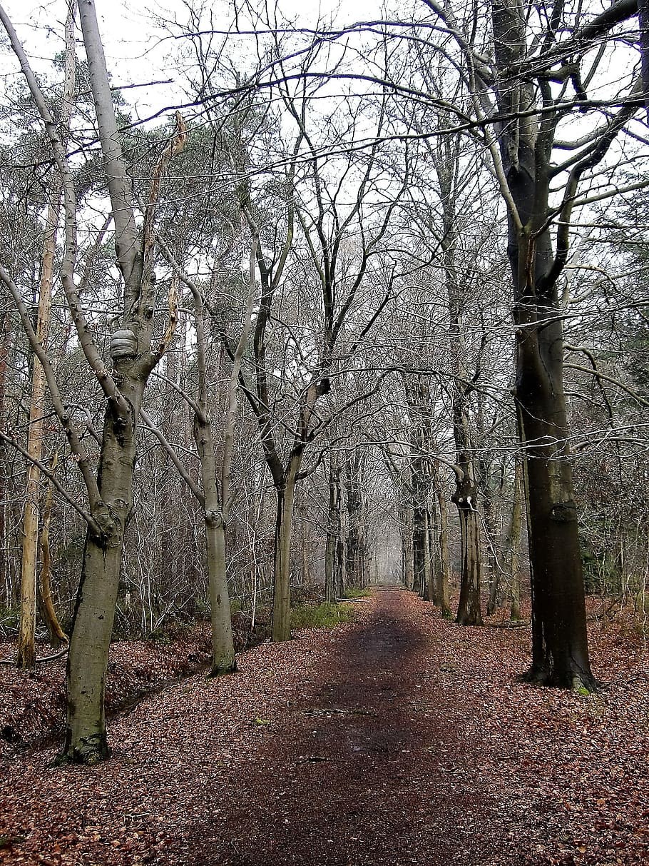Nature, Forest, Path, Winter, forest path, autumn, tree, bare tree HD wallpaper