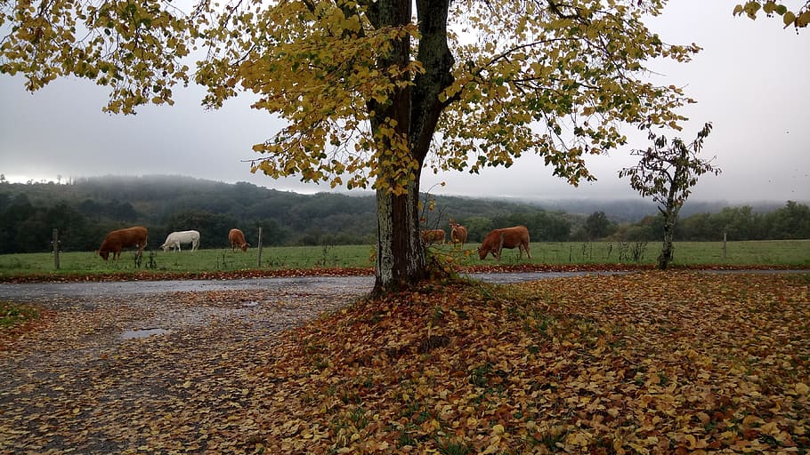 fall, cows, animals, field, herd, prairie, pasture, agriculture HD wallpaper