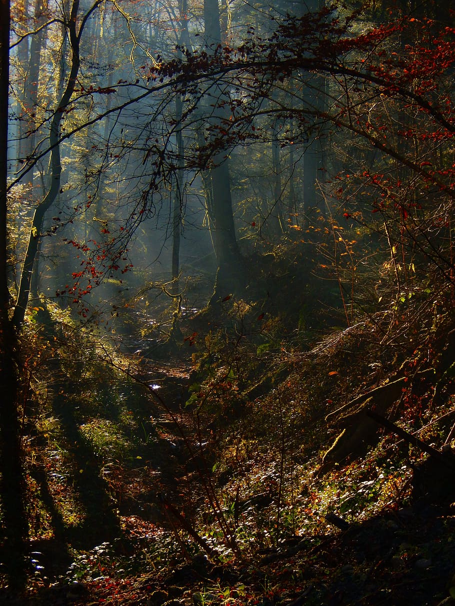 Mystery, Forest, Mystical, Fall, tree, autumn, nature, no people HD wallpaper