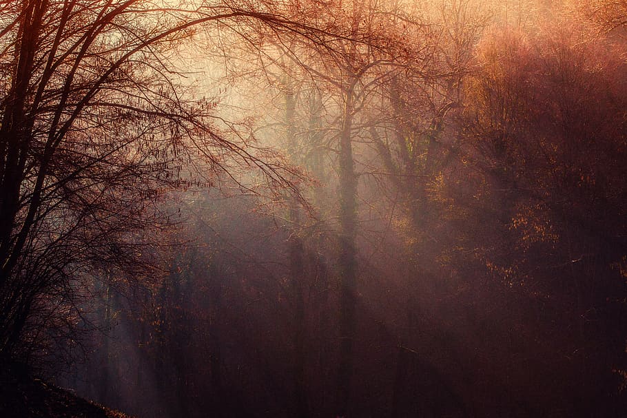 maple leaf tree under sunrise, forest, atmosphere, light, undergrowth HD wallpaper