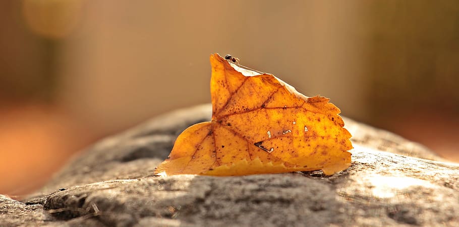 photo of dried leaf fallen on gray surface in selective focus photography HD wallpaper