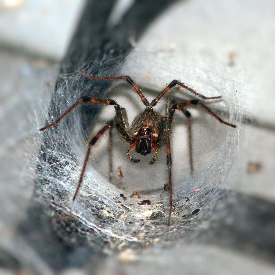 Funnel, Spider, Arachnophobia, Arthropod, funnel spider, fangs, HD wallpaper