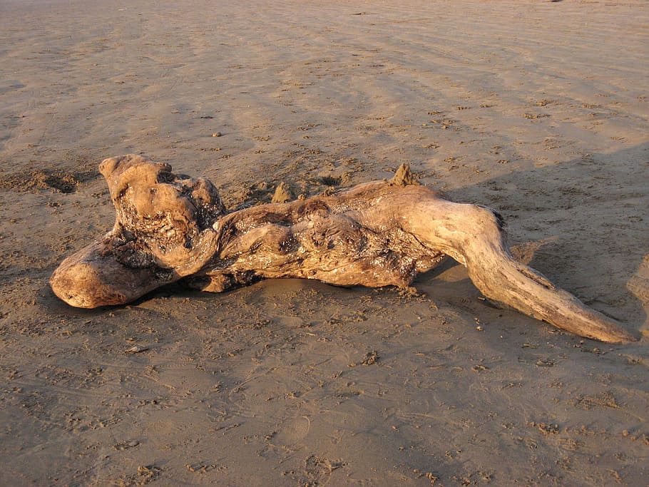 Drift, Wood, Beach, Pendine, Sands, wales, weathered, driftwood HD wallpaper