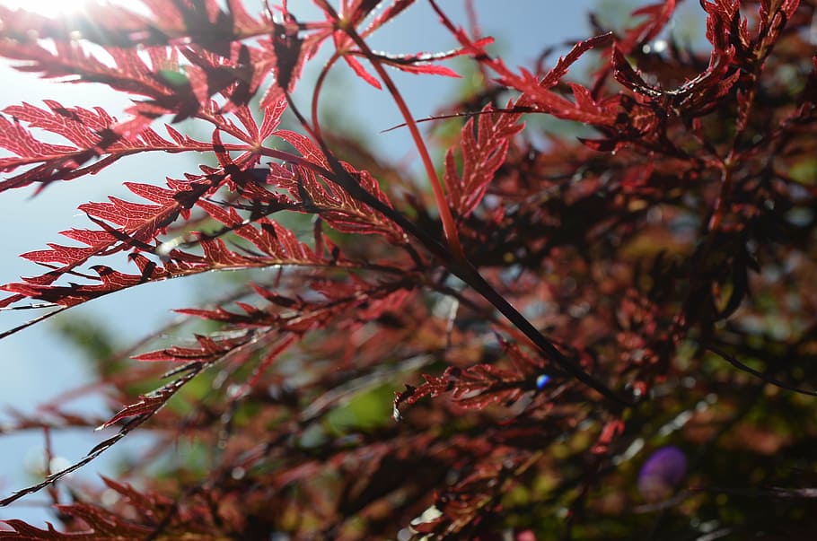 japanese, lace-leaf, maple trree, tree, nature, red, plants HD wallpaper