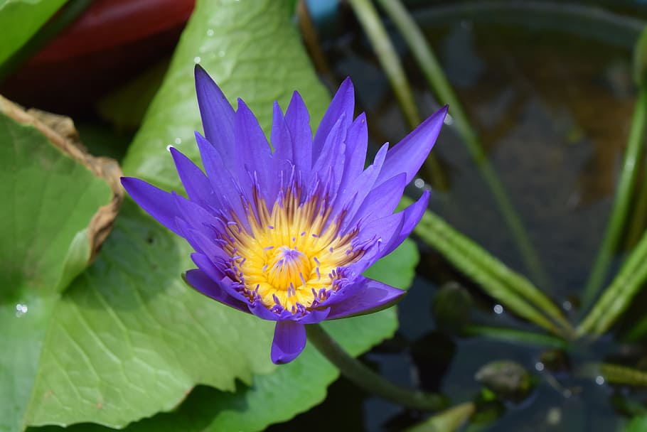 water lily, flower, nymphaea, flowering plant, vulnerability HD wallpaper