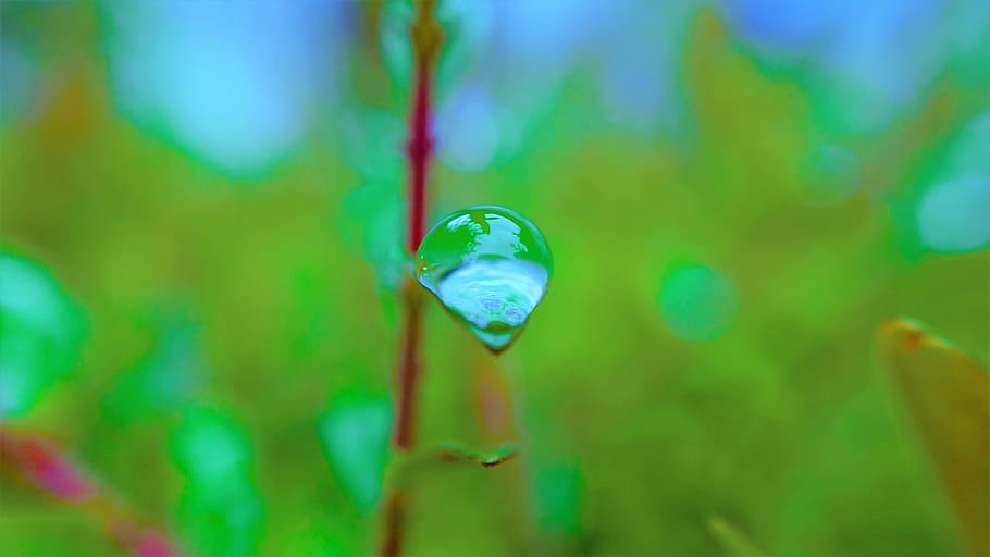 macro, rain drop, water drop, nature, close-up, no people, focus on foreground HD wallpaper