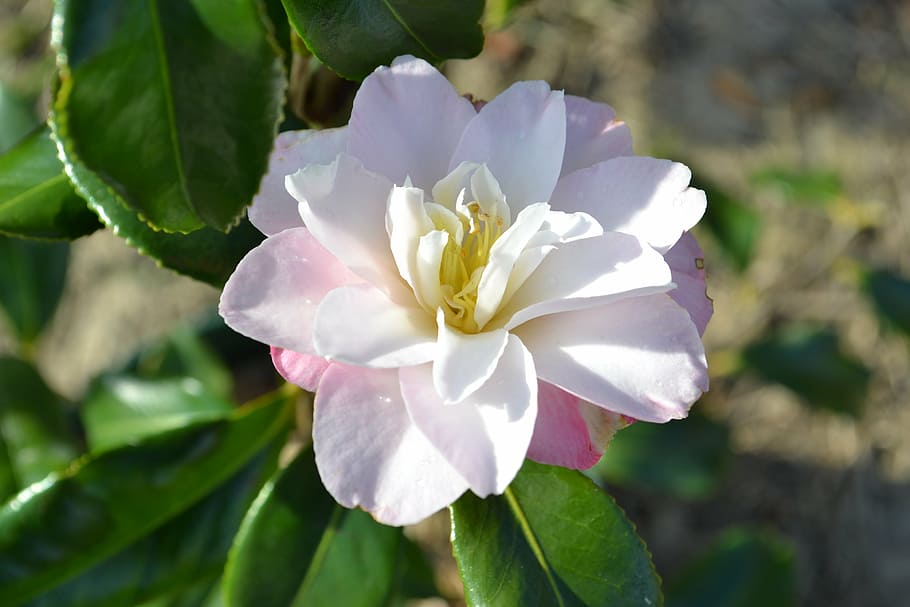flower, garden, nature, spring, beauty, floral, beautiful, blossom HD wallpaper