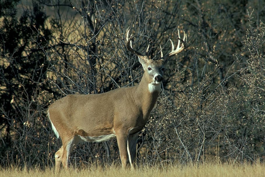 brown deer beside tree, White Tail Deer, Portrait, Wildlife, buck, HD wallpaper