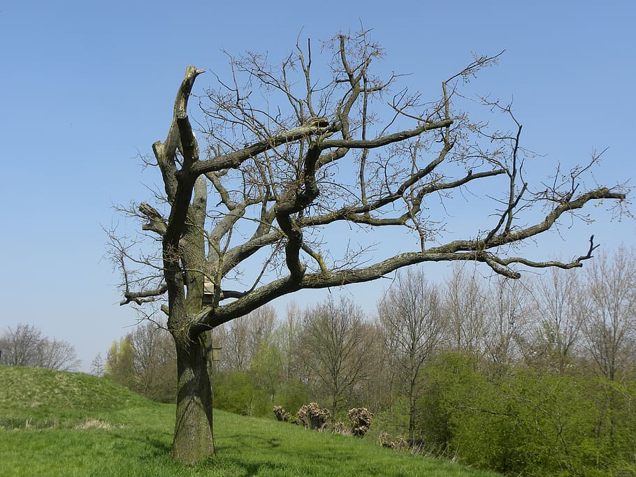 tree, nature, trees, air, spring, plant, sky, bare tree, field HD wallpaper
