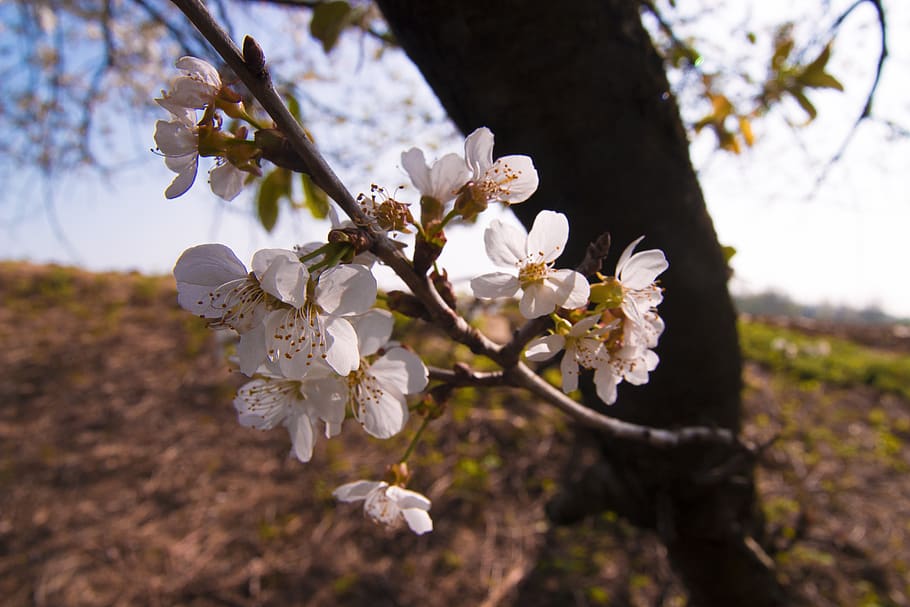 cherry, tree, flower, flowers, nature, white, spring flowers HD wallpaper
