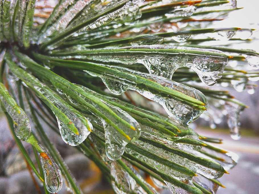 frozen, alpine, tree, water, drop, wet, close-up, plant, leaf HD wallpaper