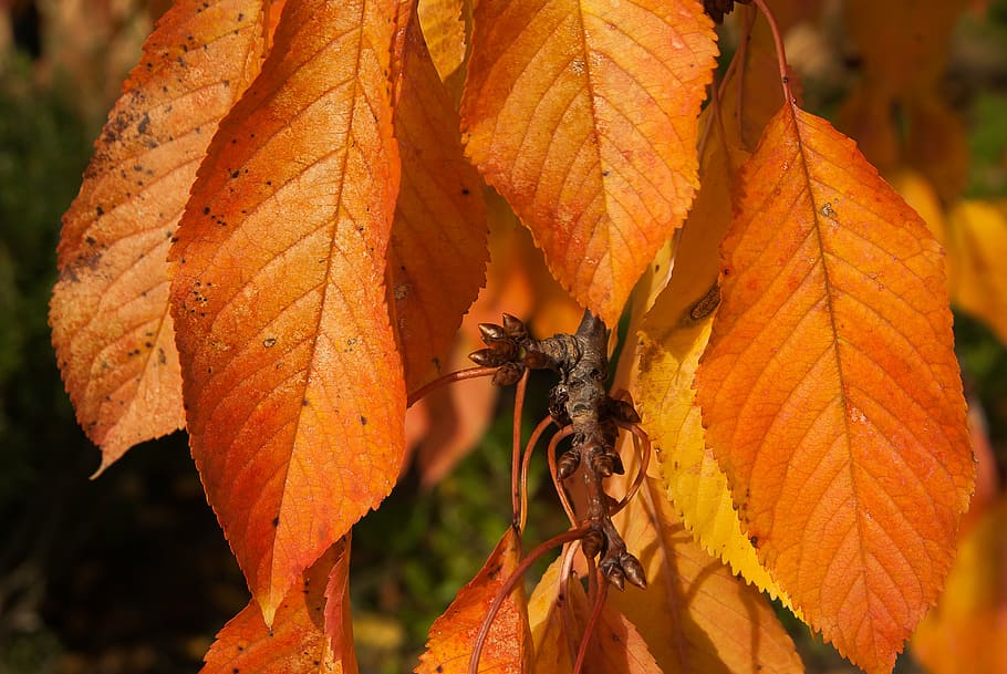 fall, cherry, leaves, bud, orange color, autumn, one animal HD wallpaper