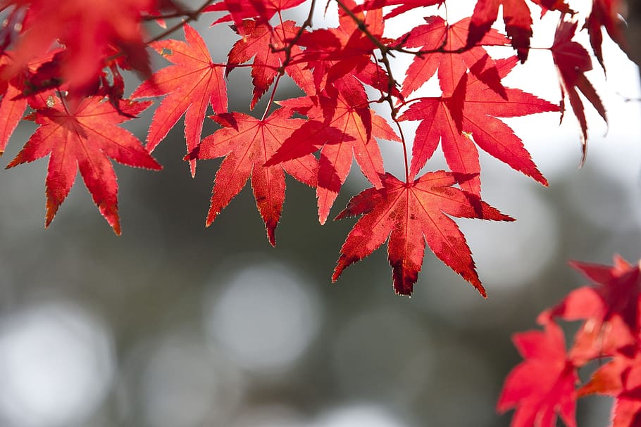 autumn leaves, nature, the leaves, wood, red, maple, tabitha, HD wallpaper