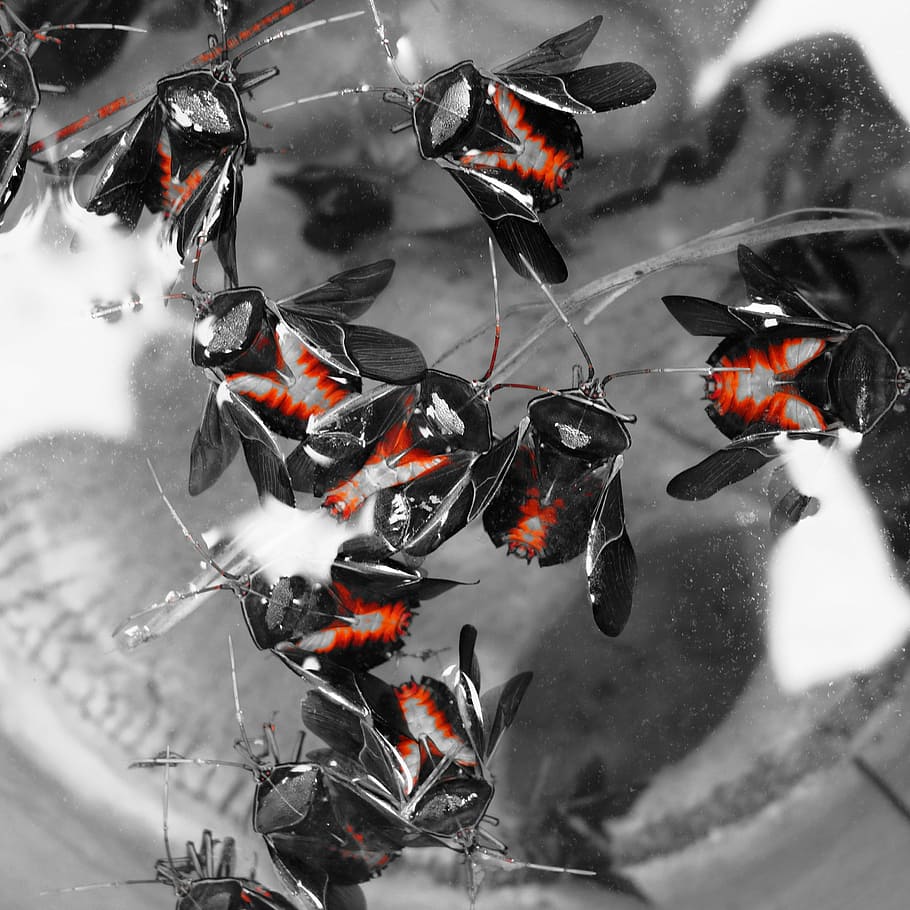 citrus bugs, drowned, pattern and colour, no people, group of animals HD wallpaper