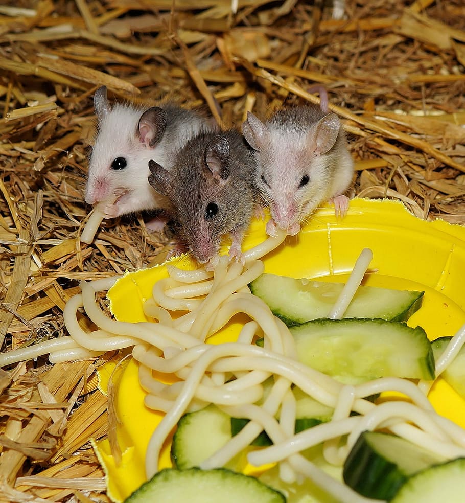 Mice, Mastomys, Rodents, Close, young animals, furry, eat, noodles, HD wallpaper