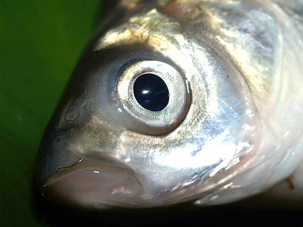 fish, carp, meal, river, pike, masking, carpio, cypriniformes HD wallpaper