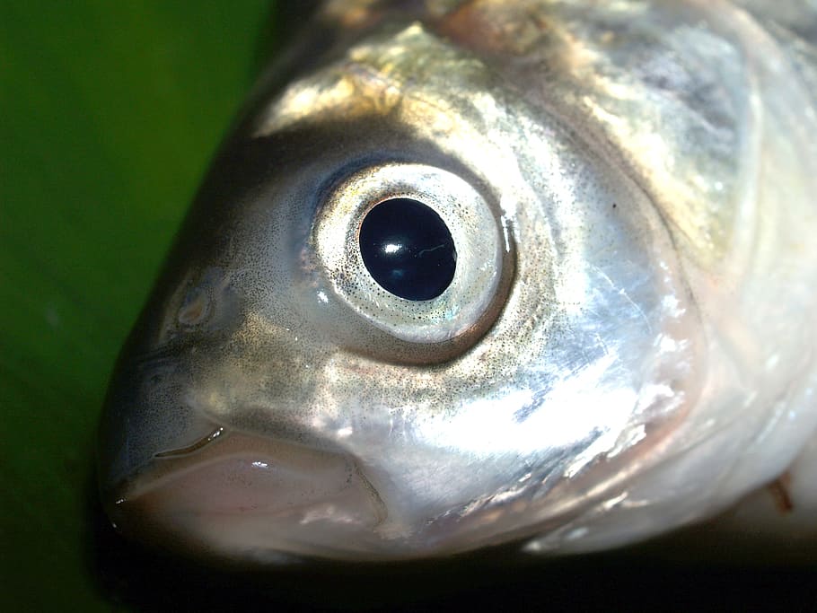 fish, carp, meal, river, pike, masking, carpio, cypriniformes HD wallpaper
