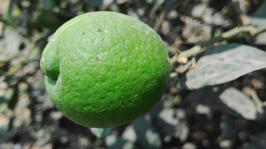 Lemon, Plant, fruit, green color, food and drink, healthy eating HD wallpaper
