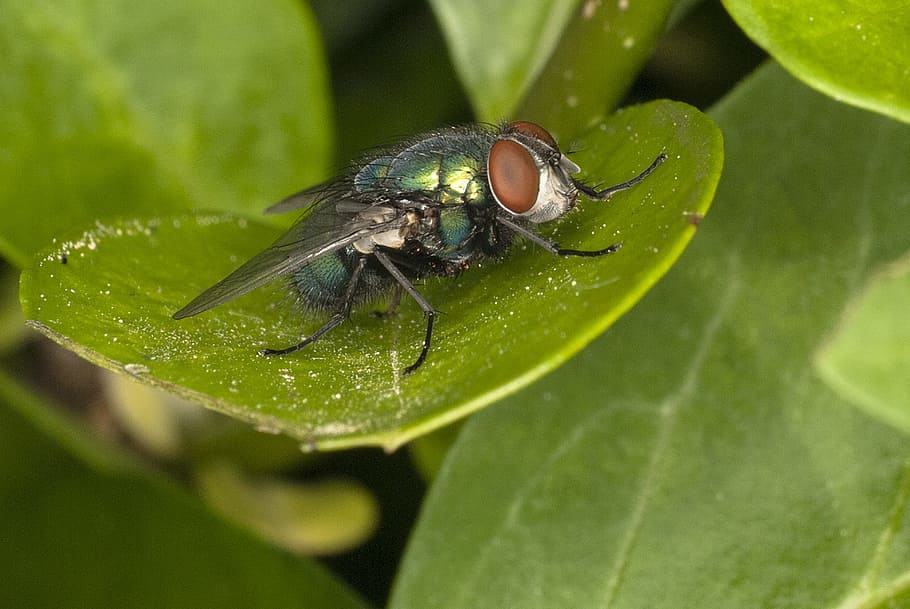fly, wings, wildlife, bug, small, delicate, fragile, thorax HD wallpaper