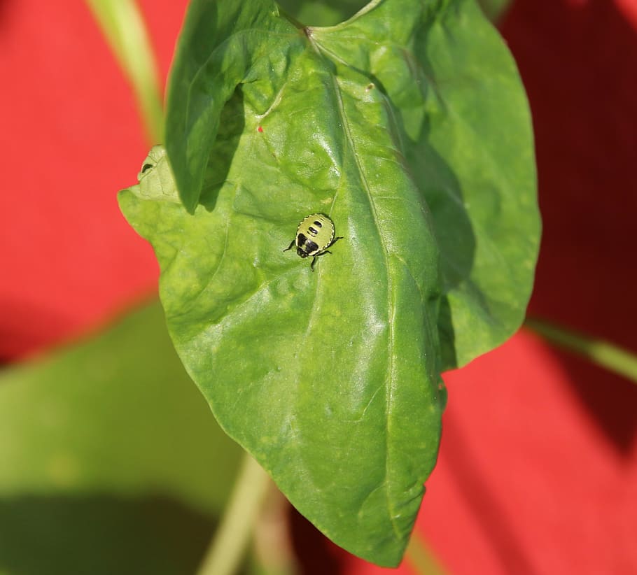 beetle, leaf, nature, green, crawl, leaf beetle, plant part HD wallpaper