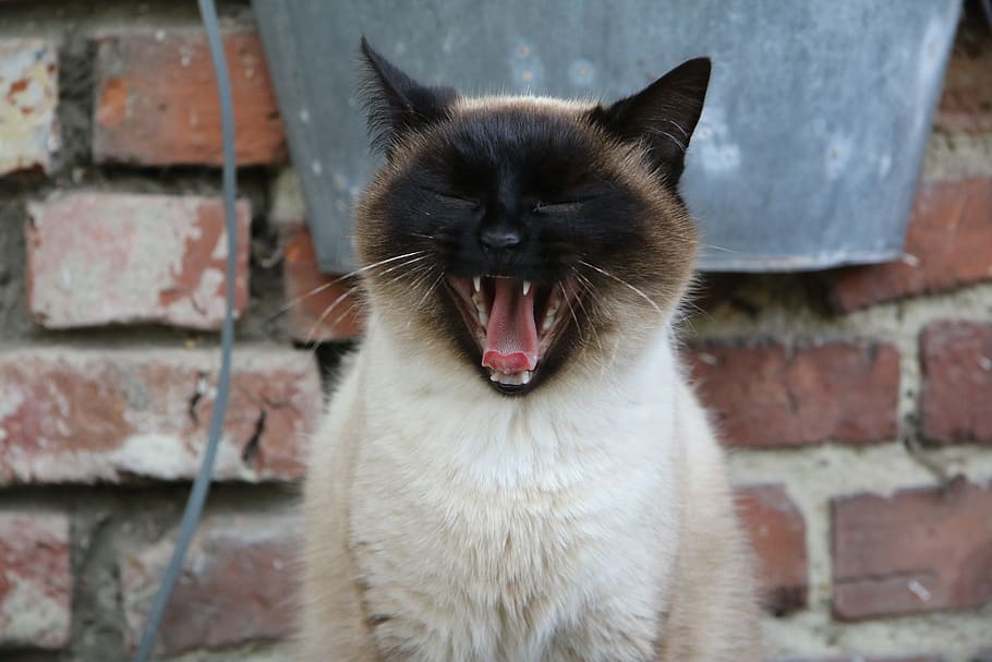 close-up photo of cat yawning, siamese, cat head, pet, animals HD wallpaper