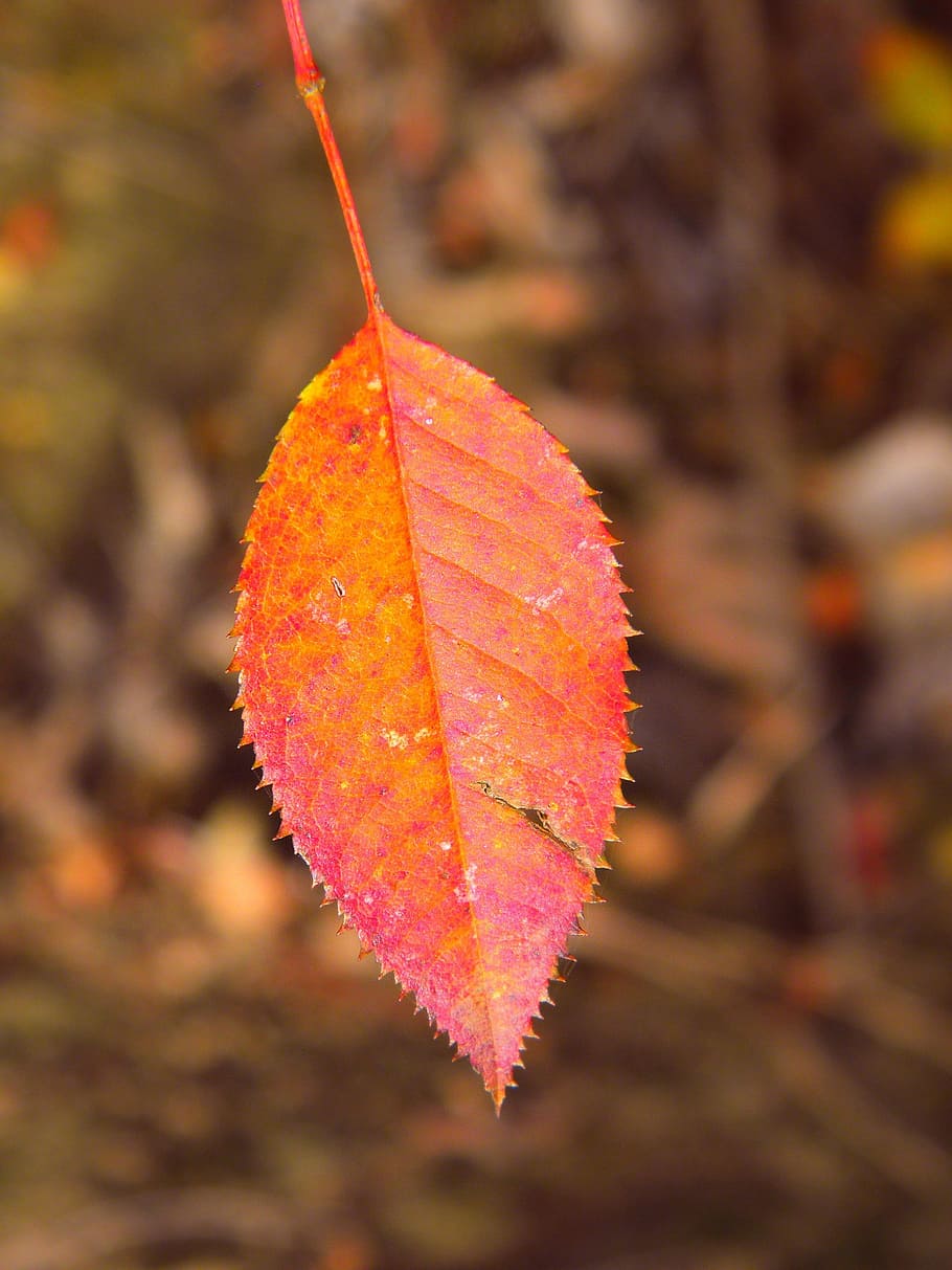 leaf, fall, nature, flora, maple, season, tree, color, park HD wallpaper