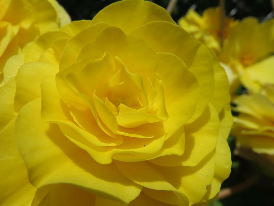 yellow, bloom, blossom, rose, begonia, tuberous begonia, blooming HD wallpaper