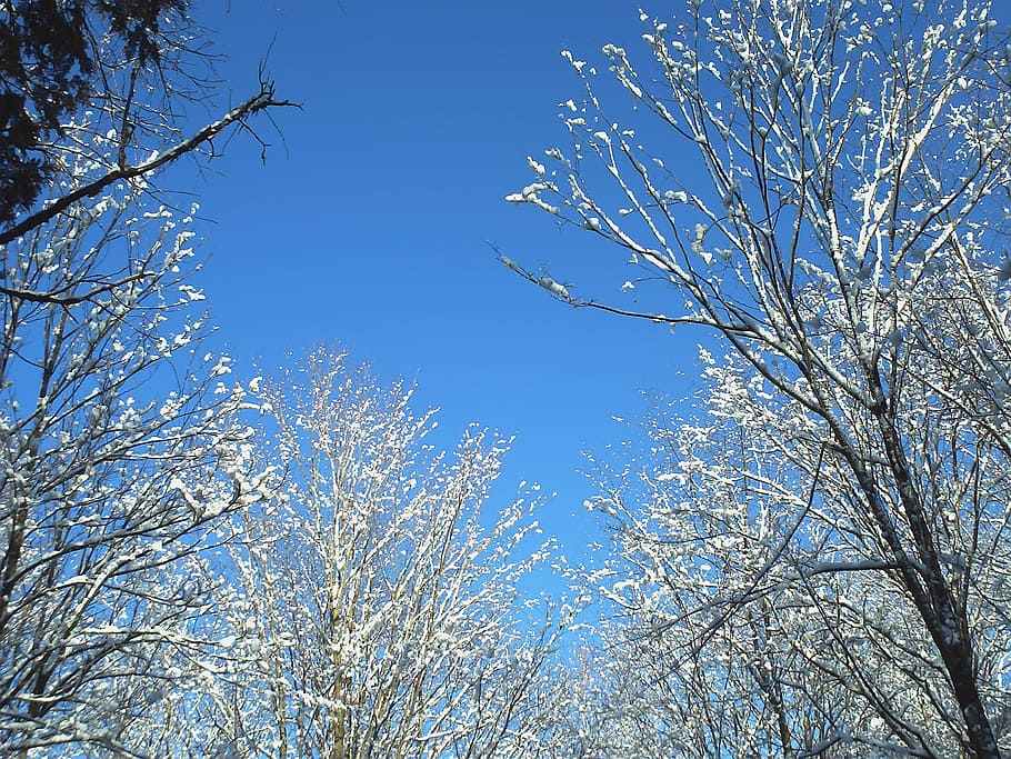 snow, trees, blue sky, winter, plant, low angle view, beauty in nature HD wallpaper