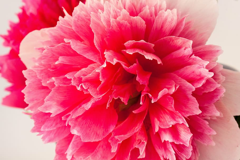closeup photography of pink dahlia flower, peony, pentecost, nature, HD wallpaper