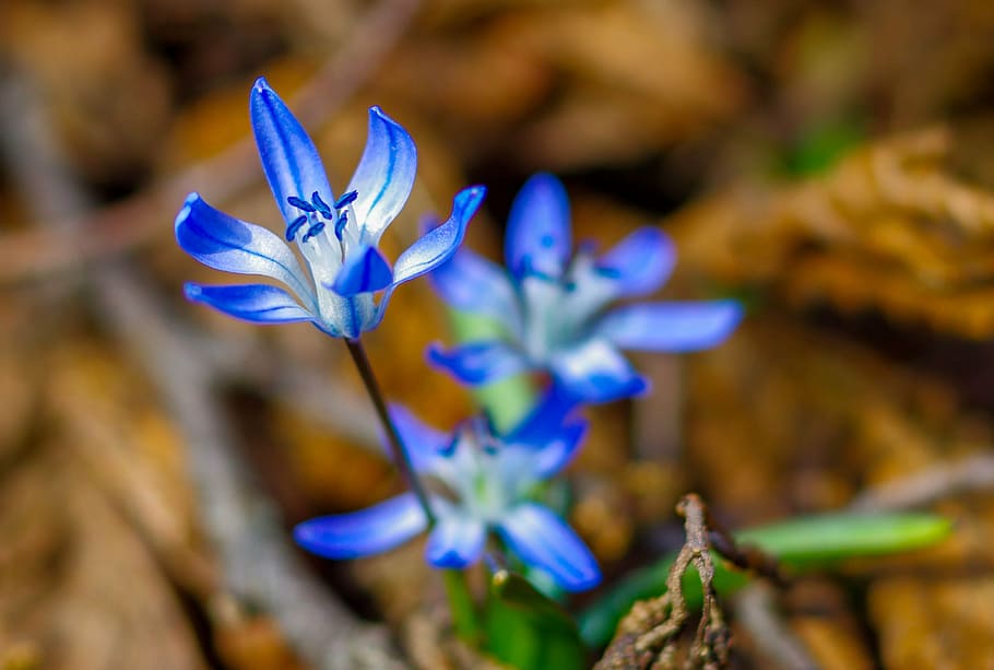 flower, spring, blue, rize, nature, black sea, exposure, landscape HD wallpaper