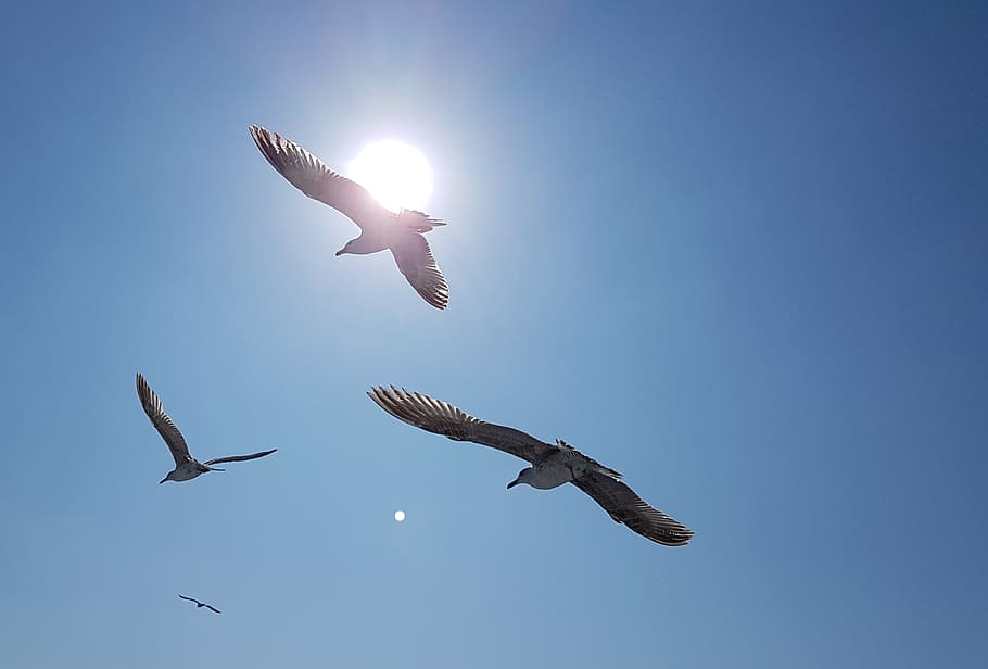 Gull, Sun, Bird, Seagull, Animal, sky, fly, wing, sunny, flying HD wallpaper