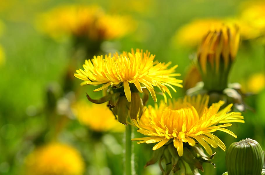 dandelion, yellow, spring, pointed flower, meadow, yellow flower HD wallpaper