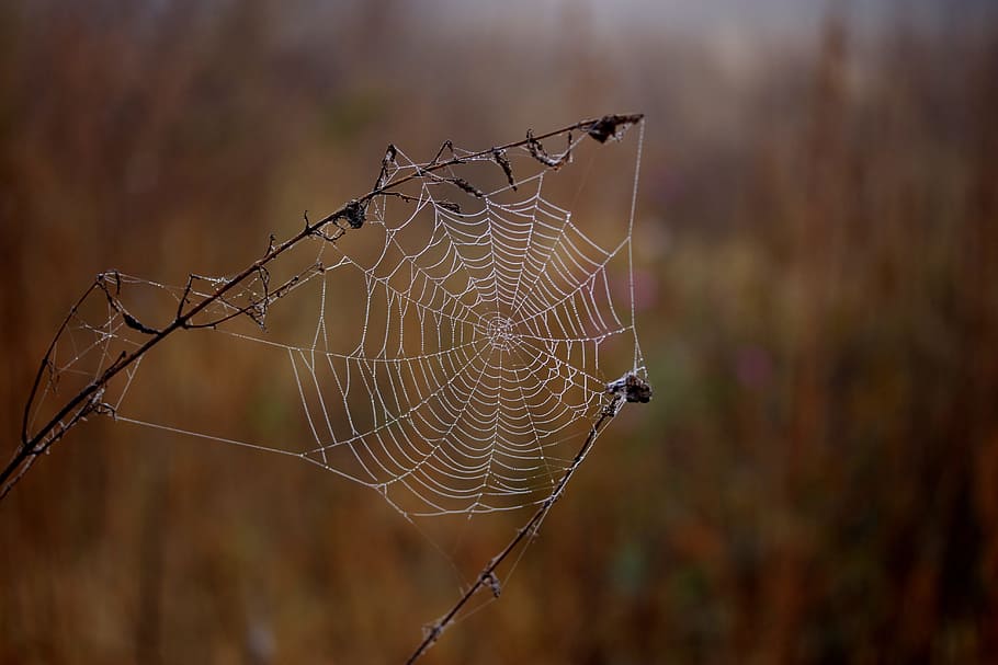 selective focus photography of spider web, wet, hooked, place HD wallpaper