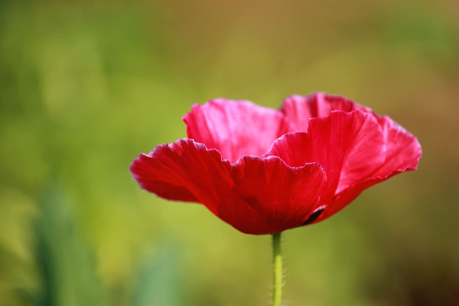 Red Petaled Flower, bloom, blooming, blossom, blurred background HD wallpaper