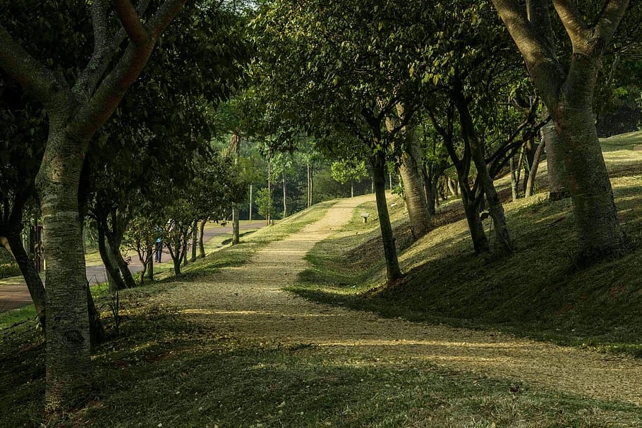 Trees, Nature, Trail, Path, park, outdoors, shadow, single lane road HD wallpaper