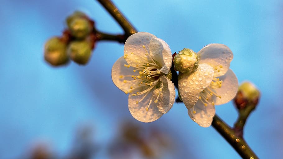 nature, branch, flower, tree, flora, outdoors, growth, leaf HD wallpaper
