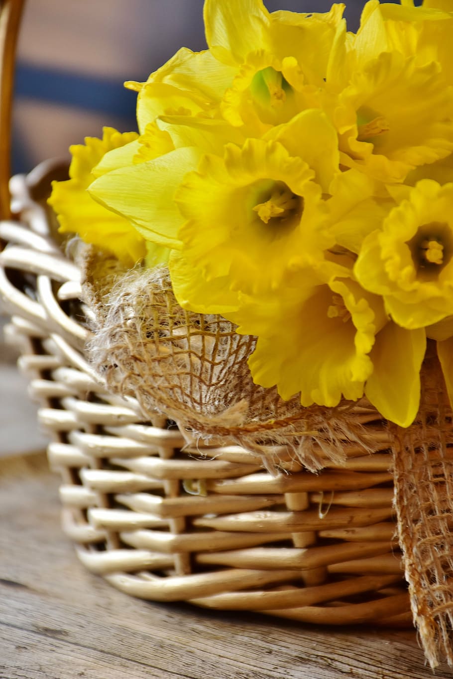 yellow flowers, daffodils, spring, basket, blossom, bloom, narcissus pseudonarcissus HD wallpaper