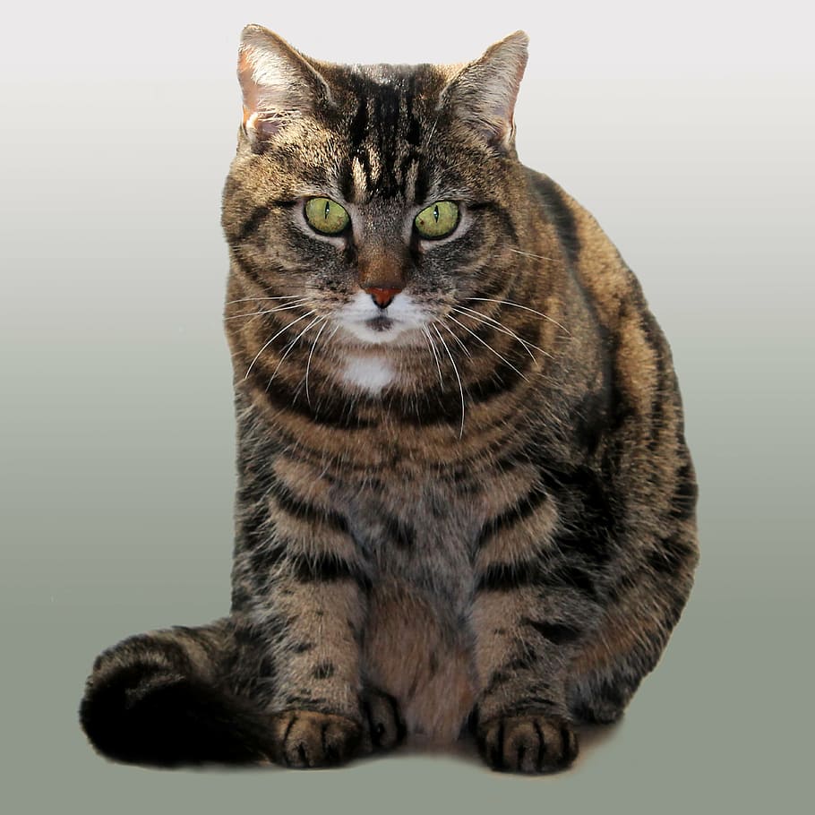calico cat, pets, livestock, model, expensive, domestic, feline HD wallpaper