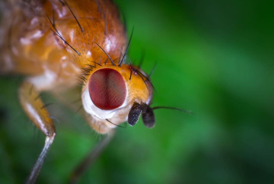 insect, macro, portrait, fly, facet, animal themes, one animal HD wallpaper