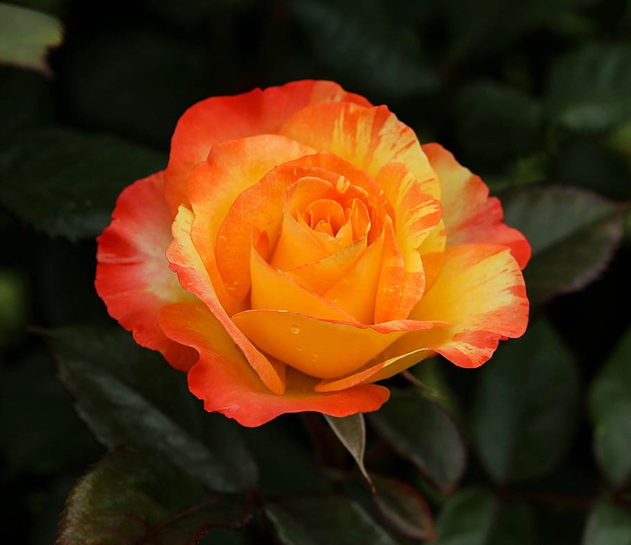 orange and red rose flower selective focus photography, yellow, HD wallpaper