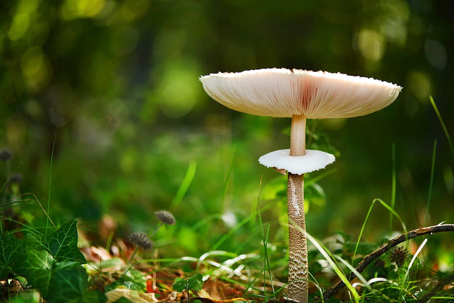 fungus, fall, nature, mushroom, growth, plant, food, vegetable HD wallpaper