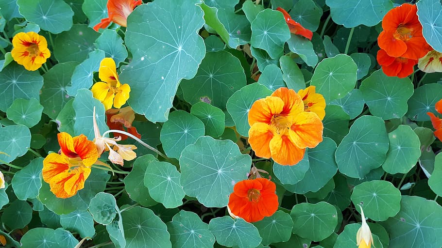 nastartium, flower, green, background, spring, floral, plant HD wallpaper