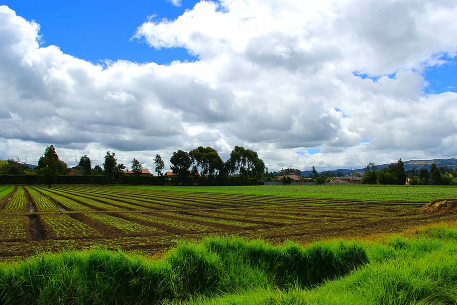 Landscape, Tree, Nature, green, agriculture, field, cloud - sky HD wallpaper