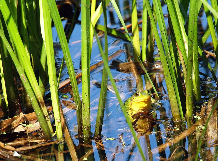 nature, flora, leaf, environment, water, frog, amphibian, animal HD wallpaper