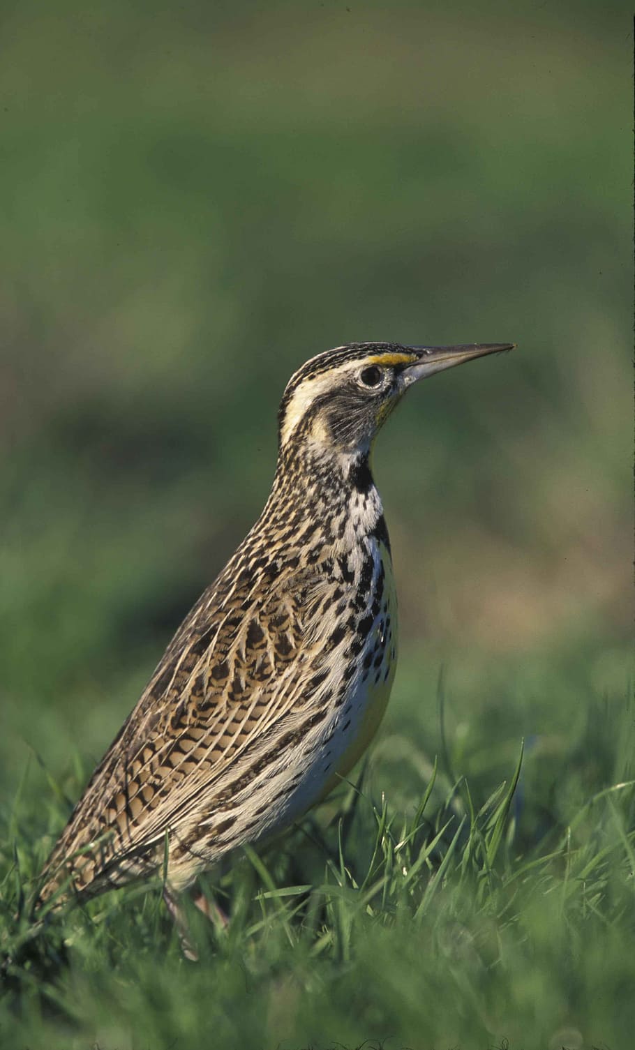 head, bird, meadowlark, western, birds, animals, fauna, one animal HD wallpaper