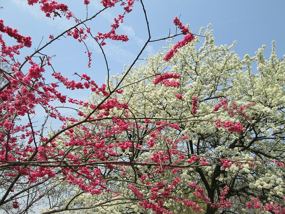 cherry blossom, white, red, park, plant, nature, tree, pink Color HD wallpaper