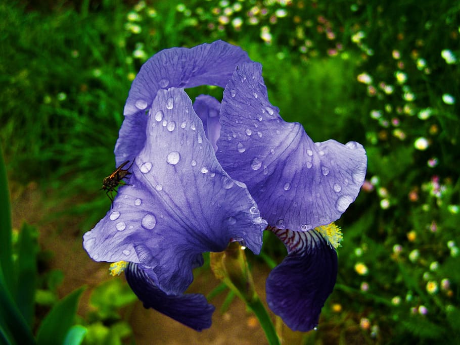 fleur-de-lis, raindrops, bluish-violet flower spring, plant HD wallpaper