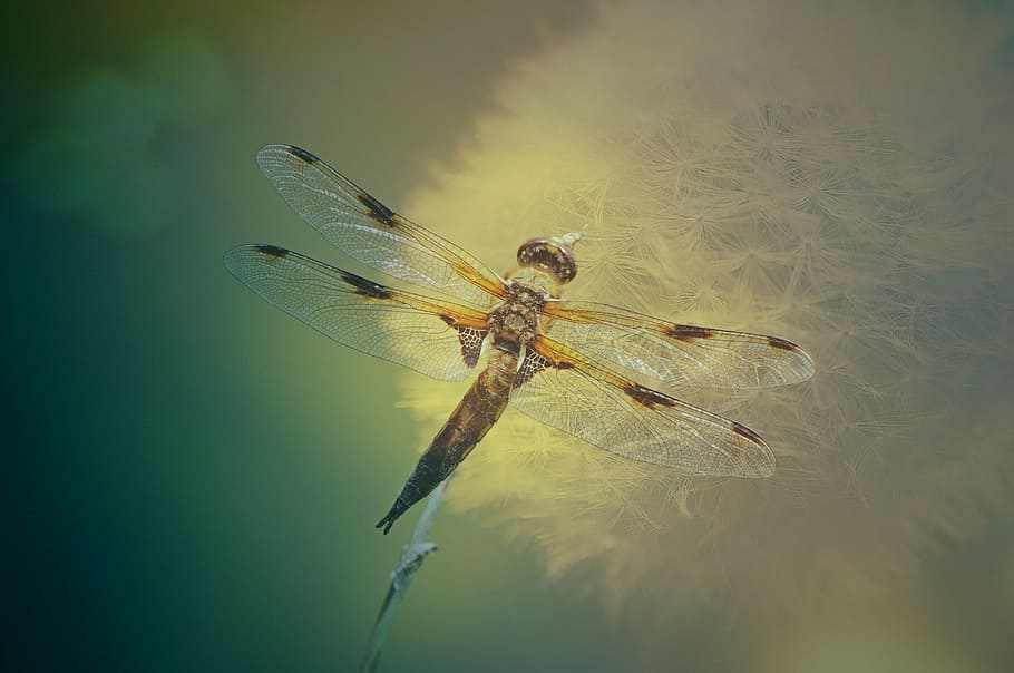 yellow and black skimmer dragonfly perching on dandelion in close-up photography HD wallpaper