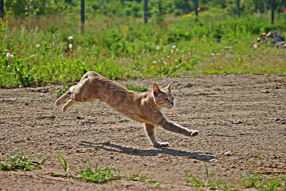 orange tabby cat running on field, tiger cat, kitten, mieze HD wallpaper